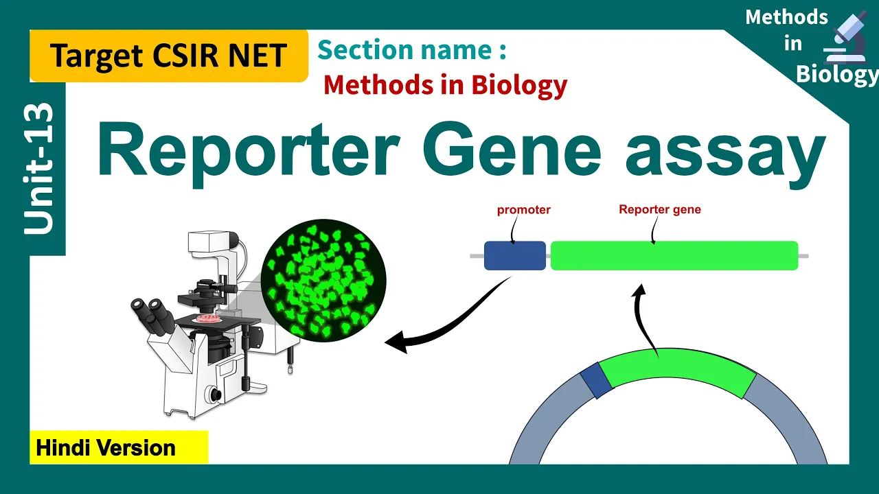 Reporter gene assays | CSIR UNIT 13 |  Luciferase reporter assay | application of reporter genes