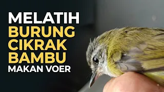 100% Berhasil: Cara Cikrak Bambu Ombyokan Cepat Ngevoer