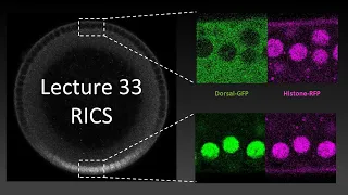 Lecture 33 Using Raster Image Correlation Spectroscopy RICS to Analyze the Dorsal Gradient