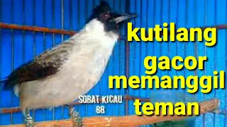 suara burung kutilang memanggil teman