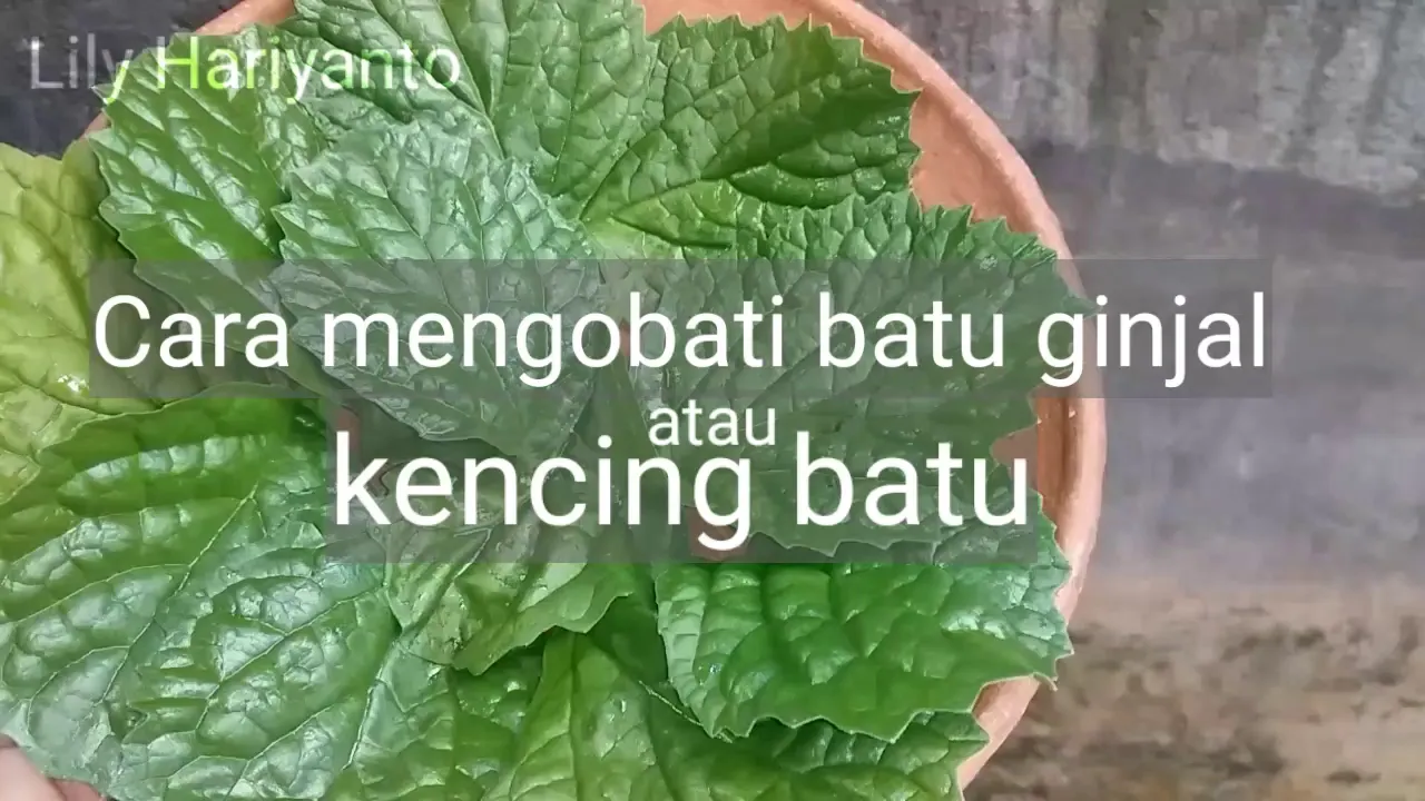 Health Matters: Batu Ginjal: Gejala, Pengobatan dan Pencegahannya #  1