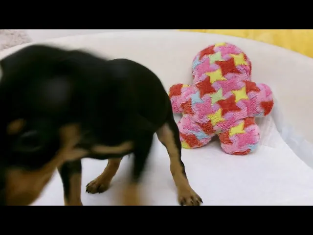 動画