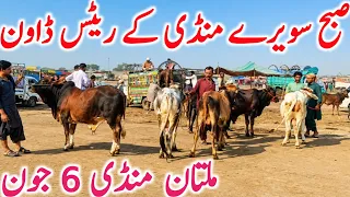 today multan cow mandi latest video kato bachre qurbani bachre rates global village farming 