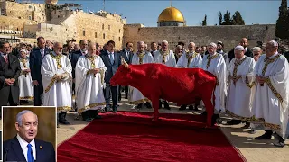 THIRD TEMPLE UPDATE: New Red Heifer Approved, First Stone to Be Laid Now?