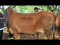 Download Lagu 14 juta !! Babon Hamil Tua Tinggal Beranak Harga Murah Meriah !! Pasar Sapi Jatirogo 