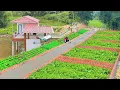 Download Lagu Building Many Vegetable Beds From Red Bricks, Treat The Soil and Grow Vegetables