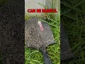 Garden Wolf Spiders are generally harmless