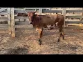 LOTE 123 - 01 novilha chegada a parir de touro tabapuã