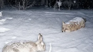 Лиса подкараулила ЗАЙЦА и вот что было дальше! На что способна Рыжая ХИЩНИЦА?