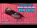Download Lagu Suara burung KONIN GACOR INI AMPUH bikin KOLIBRI NINJA lain ikut RAJIN BUNYI