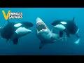 Download Lagu Ataques De Orcas Más Salvajes Jamás Captados En Cámara | Animales Salvajes