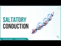 Saltatory conduction - Conduction through Myelinated nerve fiber Physiology medical animations