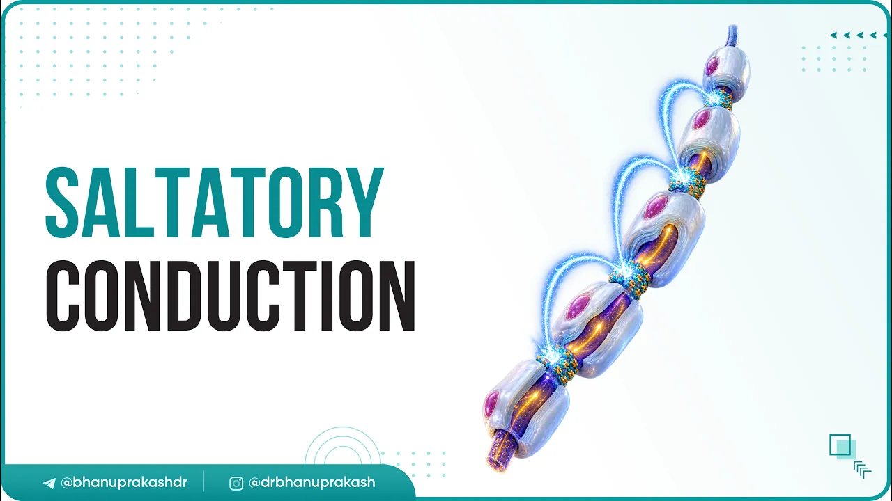 Saltatory conduction - Conduction through Myelinated nerve fiber : Physiology medical animations
