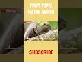 Download Lagu Suara pikat tupai paling ampuh #shorts #youtubeshorts #ytshorts