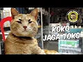 Download Lagu KOKO JAGA TOKO #shorts