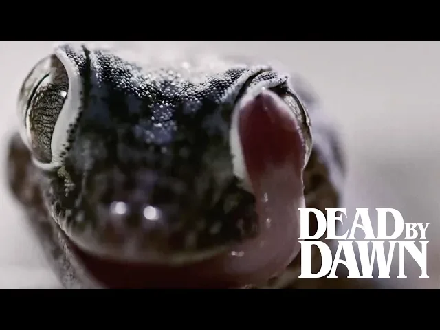 Dead by Dawn Official Trailer