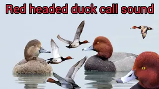 Red Headed And Common Pochard Duck Call Sound For Hunting صوت بط أحمر الرأس Waterfall Duckcall 