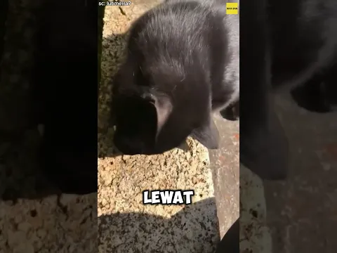 Kucing penyelamat‼️