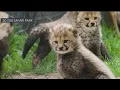 Cheetah cub litter born at San Diego Zoo Safari Park NBC 7 San Diego