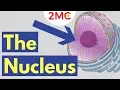 What is the Nucleus Nucleus Structure and Function