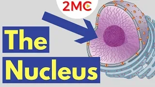 What is the Nucleus Nucleus Structure and Function