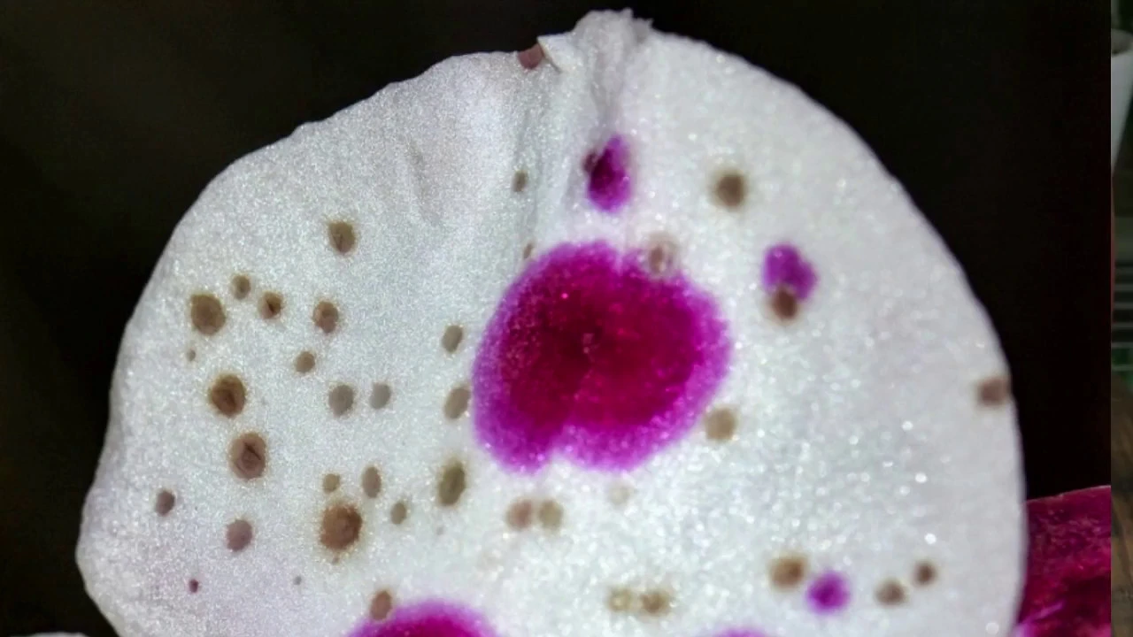 BACTERICIDA FUNGICIDA Y MAS!!! ELIMINANDO ENFERMEDADES EN ORQUIDEAS (I PARTE)