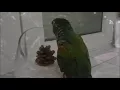 Bird Vietnam Flashback