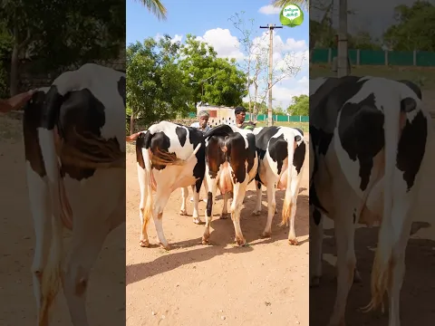 4,6 பல் கிடாரி 20 to 25 லிட்டர் பால் கறக்கும் #பால் #மாடுவிற்பனை