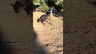 Dog park !  #fyp #dream #doberman #pets #youtube