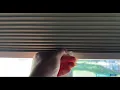 Day Night Shades Day and Night Blackout Cellular Shades