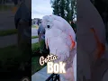 Download Lagu Who needs one? #bokbok #cluckatoo