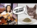 The Kiffness - Doing Catnip Again (Singing Cat Song)