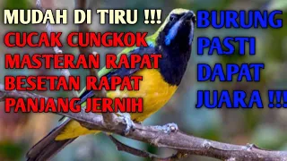 cucak cungkok suara jernih tajam masteran terbaik besetan rapat cucakcungkokgacor kicaumania fyp