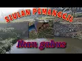 Download Lagu siulan pemanggil ikan gabus||cara memanggil ikan gabus||cara jitu memanggil ikan gabus