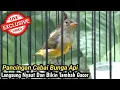 Download Lagu PANCINGAN BURUNG CABAI BUNGA API PALING AMPUH MEMBUAT CABAI BUNGA API GACOR
