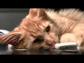 cat falling asleep gif