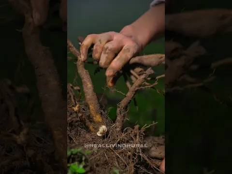 Underground Wild Fungus to a Beautiful Mountain Sweet 🪾🍄‍🟫 || #minivlog