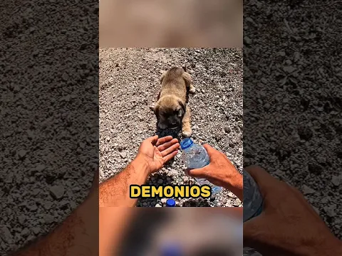 Hombre Encuentra Cachorro Tirado!🐶