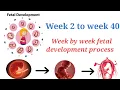 Fetal development process week by week Fetal development process healthyhappiestlife