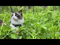 Yuki cute ragdoll cat walking on a leash at Brown s Woods Iowa