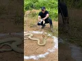 Download Lagu Monster king cobra raksasa di kelilingi garam | manda petualang | king cobra