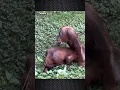 Lagu Proses Perkawinan Orang Utan #shorts #fakta #orangutan