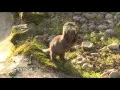 Dartmoor Zoological Society GOFUNDME