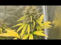 Peyote Zkittlez Day 64 Harvest 2010 strain w Bubba Kush genetics Indica w terps of citrus gas