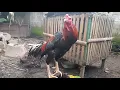 Download Lagu Merdunya suara ayam bangkok berkokok \