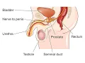 Urethroplasty CPT code - simplify medical coding