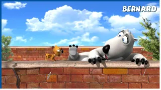 THE LITTLE DOG | Bernard | 140' Compilation