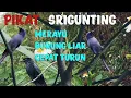 Download Lagu suara pikat srigunting, merayu  srigunting liar cepat turun
