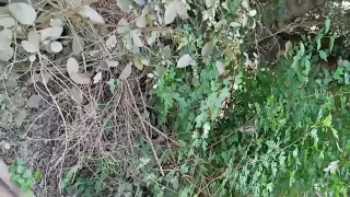 jungle mein mangal karte waqt pakde gaye