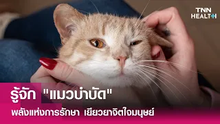 มีข้อควรระวังอะไรบ้างในการใช้แมวบำบัด